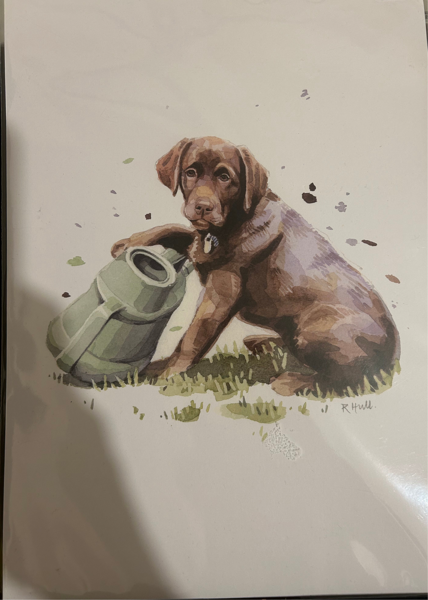 Chocolate Labrador A4 Print - Print Only