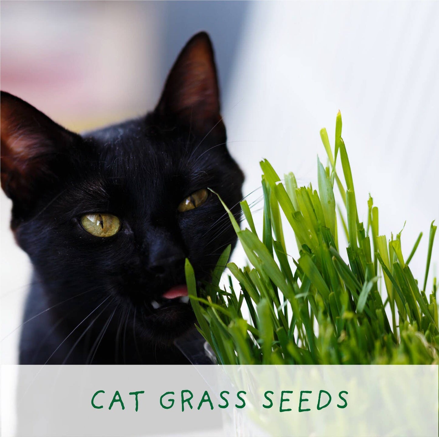 Cat Lovers. Eco Grow Your Own Plant Kit, Gardening Kit.