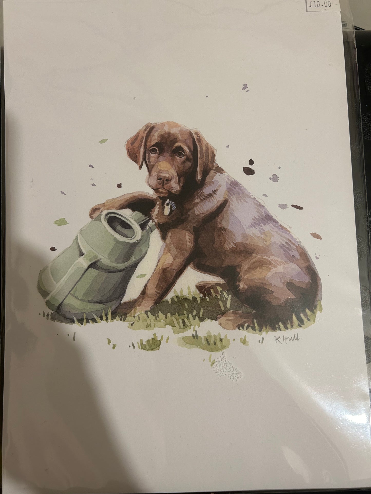 Chocolate Labrador A4 Print - Print Only