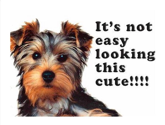 It’s Not Easy Looking This Cute - Yorkie Magnet